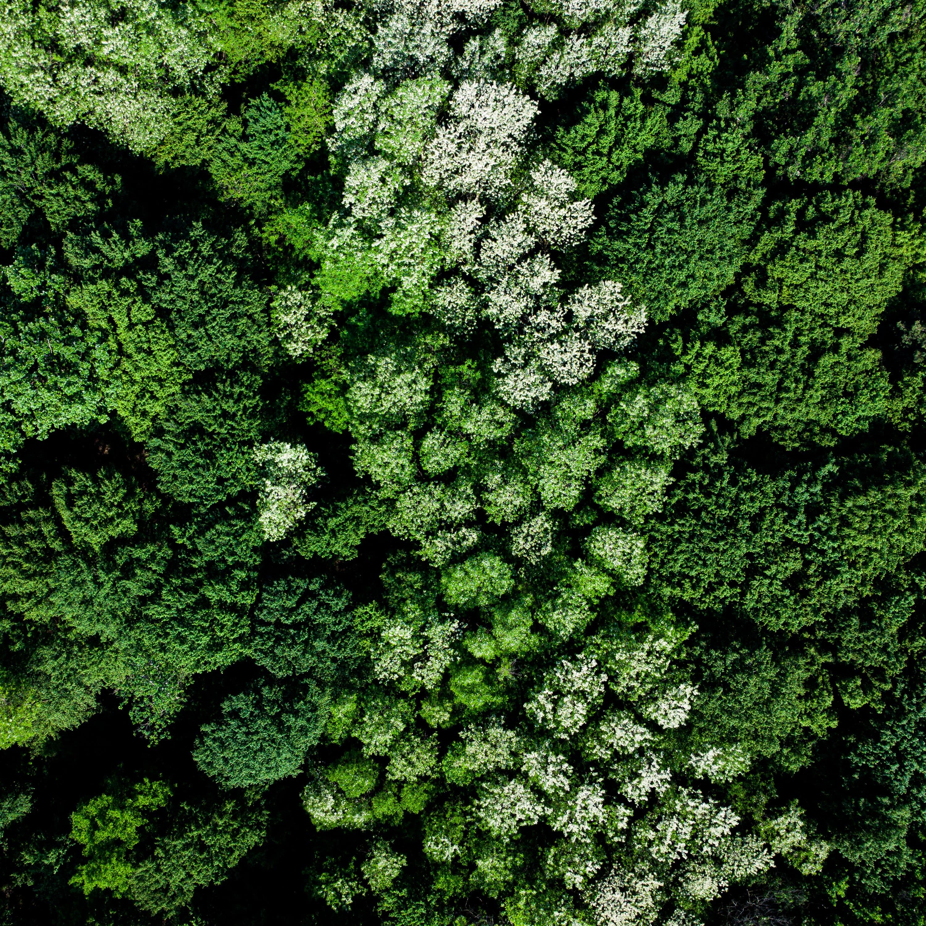 Bosque visto desde arriba